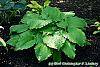 Hosta 'Dancing Queen' habit