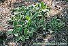 Hosta 'Decorata' habit