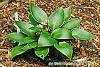 Hosta 'Devon Green' habit