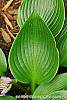 Hosta 'Devon Green' leaves