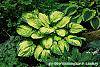 Hosta 'Dick Ward' habit