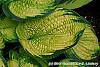 Hosta 'Dick Ward' leaves