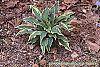 Hosta 'Dark Star' habit