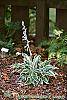 Hosta 'Dark Star' flowers