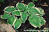 Hosta 'Earth Angel' habit