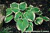 Hosta 'Earth Angel' habit