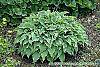 Hosta 'Elvis Lives' habit