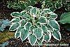 Hosta 'El Nino' habit