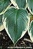Hosta 'El Nino' leaves