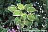 Hosta 'Fragrant Bouquet' habit