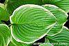 Hosta 'Fragrant Bouquet' leaves