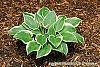 Hosta 'First Frost' habit