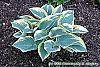 Hosta 'First Frost' habit