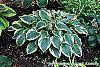 Hosta 'First Frost' habit