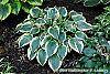 Hosta 'First Frost' habit
