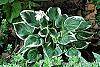 Hosta 'Fair Maiden' habit