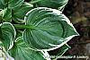 Hosta 'Fair Maiden' leaves