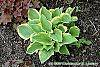 Hosta 'Formal Attire' habit