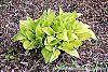 Hosta 'Fortunei Aurea' habit