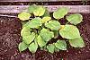 Hosta 'Gold Edger'