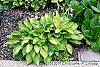 Hosta 'Gold Standard' habit