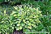 Hosta 'Gold Standard' habit