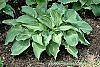 Hosta 'Guardian Angel' habit