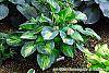 Hosta 'Guardian Angel' habit