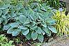 Hosta 'Halcyon' habit