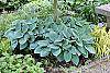 Hosta 'Halcyon' habit