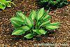 Hosta 'Hanky Panky' habit