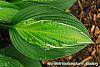 Hosta 'Hanky Panky' leaves
