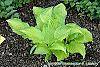 Hosta 'Hoosier Harmony' habit