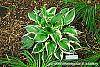 Hosta 'Independence' habit