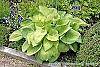 Hosta 'Inniswood' habit