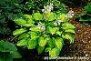 Hosta 'Jewel of the Nile' habit