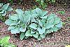 Hosta 'Krossa Regal' habit