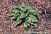 Hosta 'Lemon Delight' habit