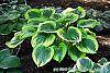 Hosta 'Liberty' habit