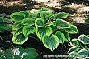 Hosta 'Liberty' habit