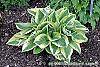 Hosta 'Mama Mia' habit
