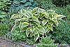 Hosta montana 'Aureomarginata' habit