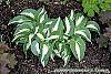 Hosta 'Night Before Christmas' habit