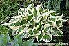 Hosta 'Patriot' habit