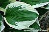 Hosta 'Patriot' leaves