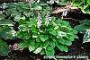 Hosta 'Paradise Island' habit
