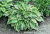 Hosta 'Prima Donna' habit