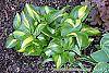 Hosta 'Peppermint Ice' habit