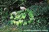 Hosta plantaginea habit