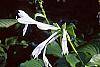 Hosta plantaginea flowers